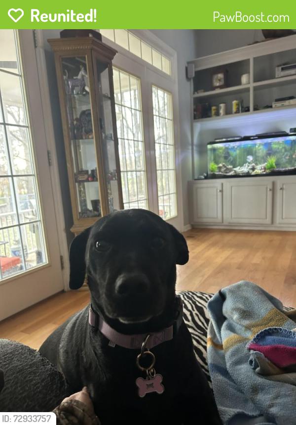 Reunited Female Dog last seen Providence Rd / Snow Hill Rs, Hamilton County, TN 37363