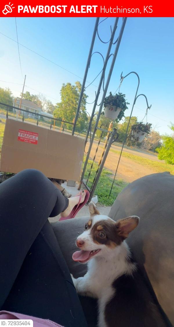 Lost Female Dog last seen Near east ave F and Cleveland , Hutchinson, KS 67501