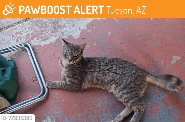 Found/Stray Male Cat last seen Camino seco/ old Spanish trail, Tucson, AZ 85730