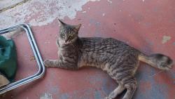 Found/Stray Male Cat last seen Camino seco/ old Spanish trail, Tucson, AZ 85730