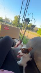 Lost Female Dog last seen Near east ave F and Cleveland , Hutchinson, KS 67501