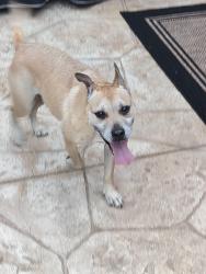 Reunited Male Dog last seen Ranchview/Lakeridge Ln , Irving, TX 75063