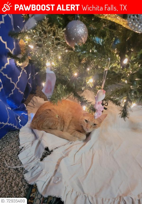 Lost Female Cat last seen Rider Middle, Wichita Falls, TX 76310