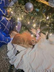 Lost Female Cat last seen Rider Middle, Wichita Falls, TX 76310