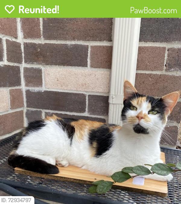 Reunited Female Cat last seen Pheasant Creek DR, Sugar Land, TX 77498