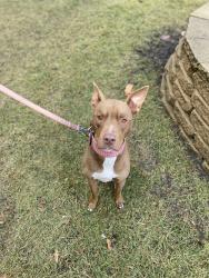 Lost Female Dog last seen Congress Park and Raymond , Brookfield, IL 60513
