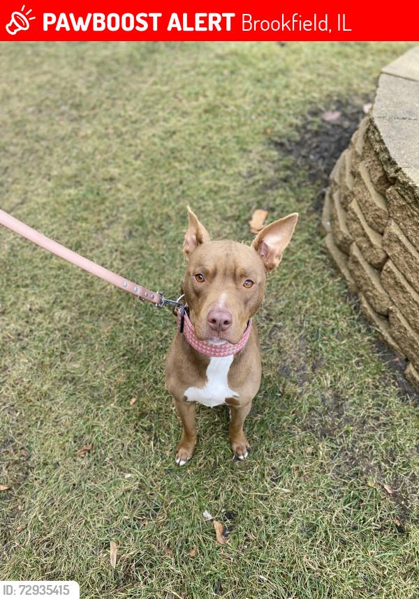Lost Female Dog last seen Congress Park and Raymond , Brookfield, IL 60513