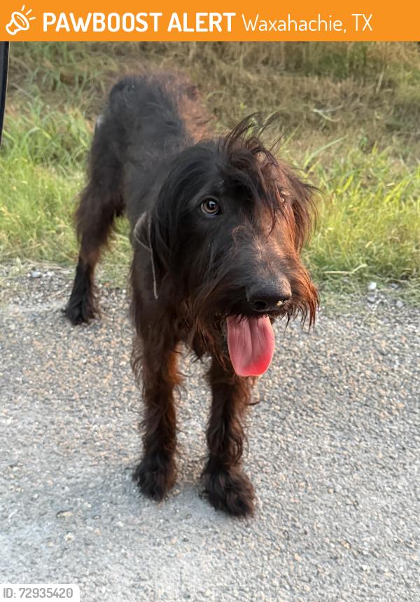 Found/Stray Male Dog last seen Anderson Ranch Rd, Waxahachie, TX 75167