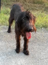 Found/Stray Male Dog last seen Anderson Ranch Rd, Waxahachie, TX 75167