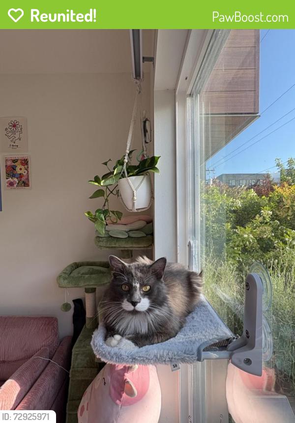 Reunited Male Cat last seen Parking lot of green lake, Seattle, WA 98103