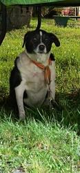 Reunited Unknown Dog last seen Montgomery & Oak, Fairview-Ferndale, PA 17866