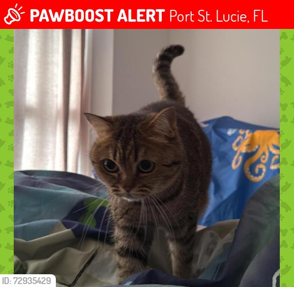 Lost Female Cat last seen Near SE mosaic blvd , Port St. Lucie, FL 34984