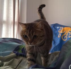 Lost Female Cat last seen Near SE mosaic blvd , Port St. Lucie, FL 34984