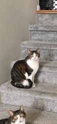 Reunited Male Cat last seen Liberty school , West Fargo, ND 58078