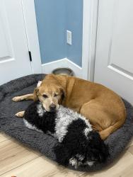 Lost Male Dog last seen Floating feather and Ballentyne, Eagle, ID 83616