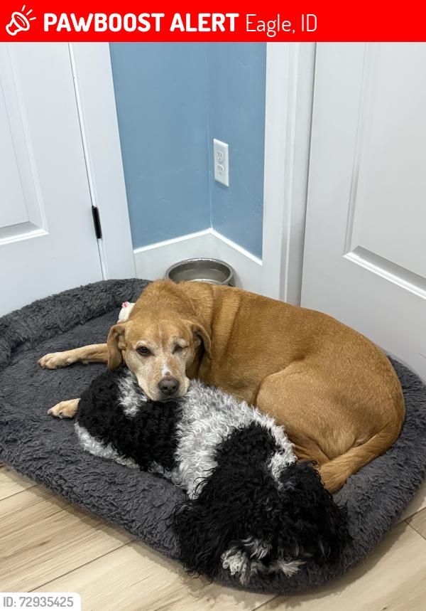 Lost Male Dog last seen Floating feather and Ballentyne, Eagle, ID 83616
