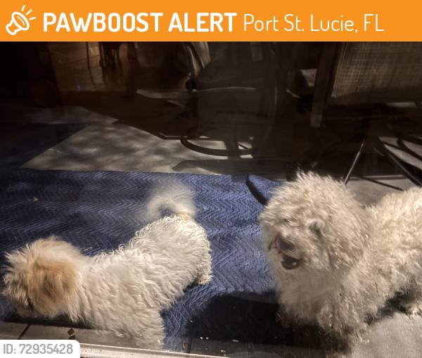 Found/Stray Female Dog last seen Bayshore blvd Port Saint Lucie , Port St. Lucie, FL 34986