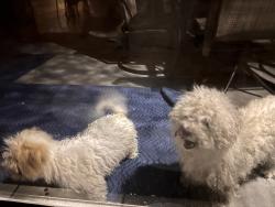 Found/Stray Female Dog last seen Bayshore blvd Port Saint Lucie , Port St. Lucie, FL 34986