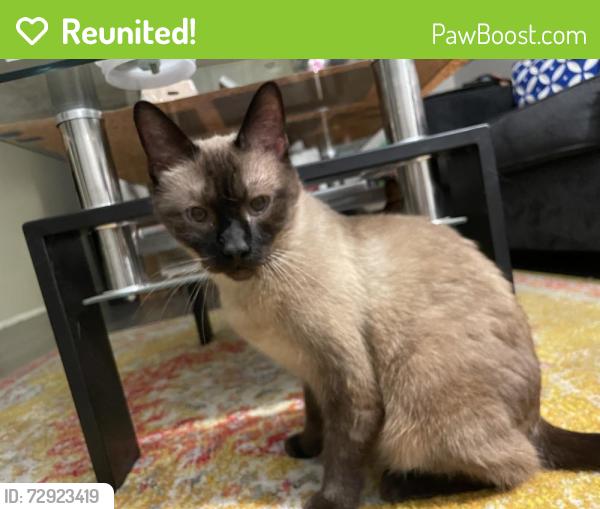 Reunited Male Cat last seen Fairmount and Columbus , Martha Cooper Library, Tucson, AZ 85712