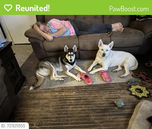 Reunited Male Dog last seen E Park and Warsaw. Off of Lagrange, Toledo, OH 43608