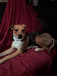 Found/Stray Female Dog last seen Near Ricker Rd Raleigh, NC  27610 United States, Raleigh, NC 27610
