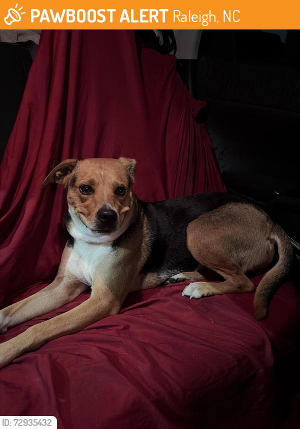 Found/Stray Female Dog last seen Near Ricker Rd Raleigh, NC  27610 United States, Raleigh, NC 27610