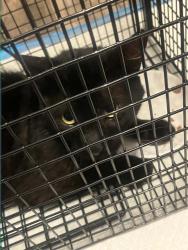 Reunited Male Cat last seen Park Ave , Copperas Cove, TX 76522