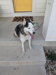 Reunited Female Dog last seen 20th Street , Indianapolis, IN 46202