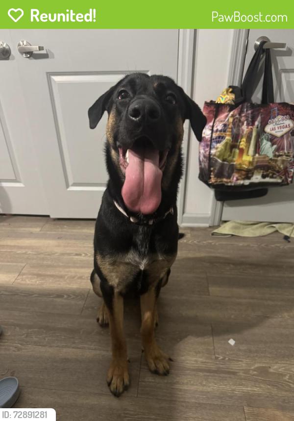 Reunited Female Dog last seen Susan and 20th St Sw, Lehigh Acres, FL 33976