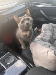 Lost Female Cat last seen Between Friendfield Drive and Hensley Rd, Fort Mill, SC 29715