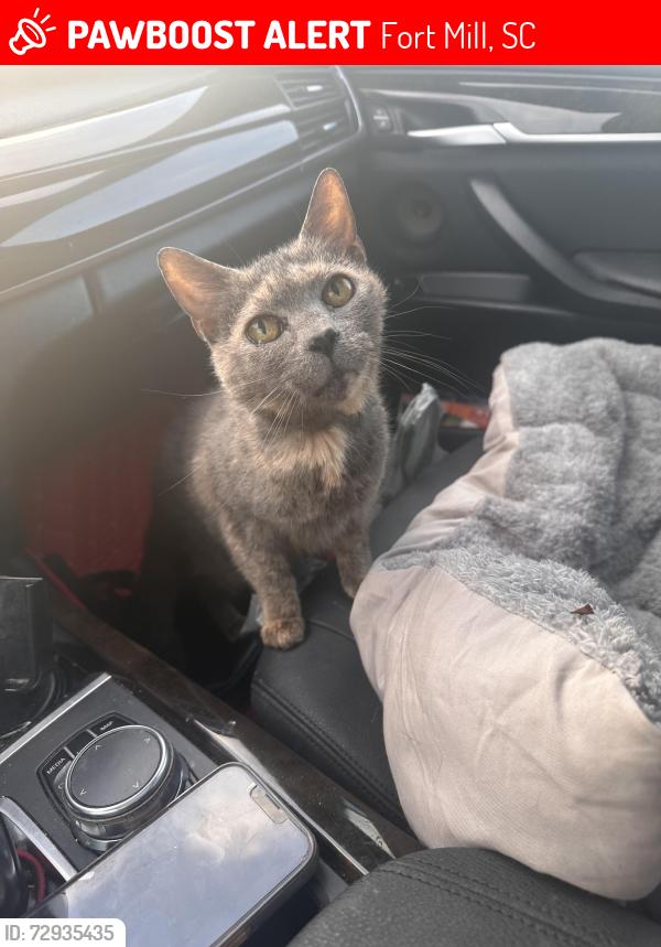 Lost Female Cat last seen Between Friendfield Drive and Hensley Rd, Fort Mill, SC 29715