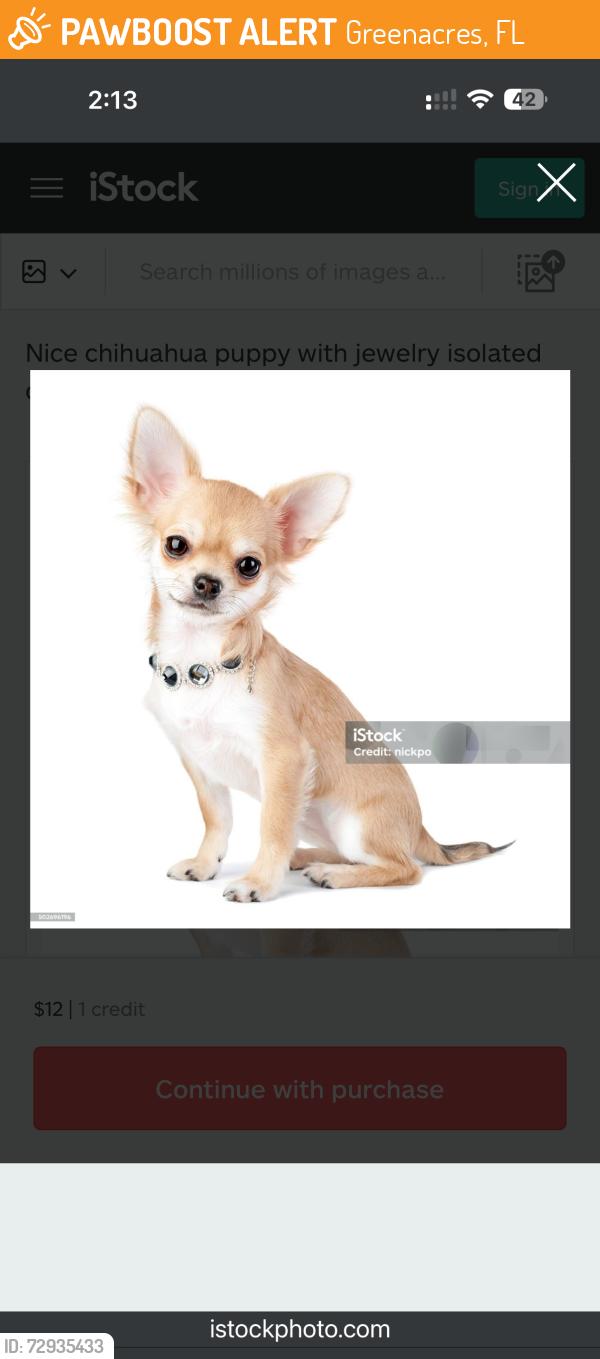 Found/Stray Unknown Dog last seen Jog Road, Atlis Blue Lake , Greenacres, FL 33463