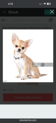 Found/Stray Unknown Dog last seen Jog Road, Atlis Blue Lake , Greenacres, FL 33463