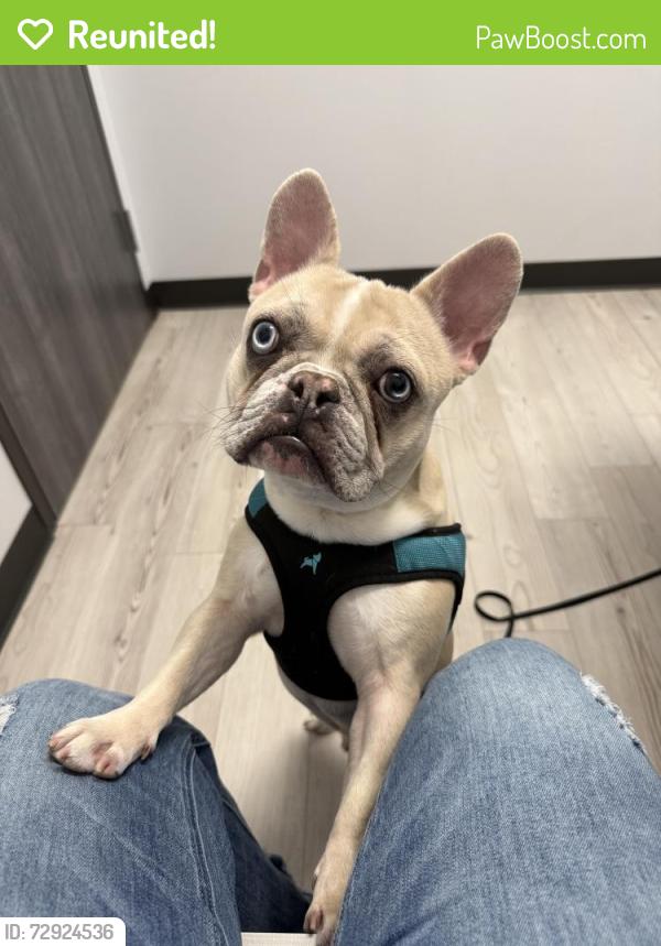 Reunited Male Dog last seen Near Pebworth Pl, Spring, TX 77373, USA, Spring, TX 77373