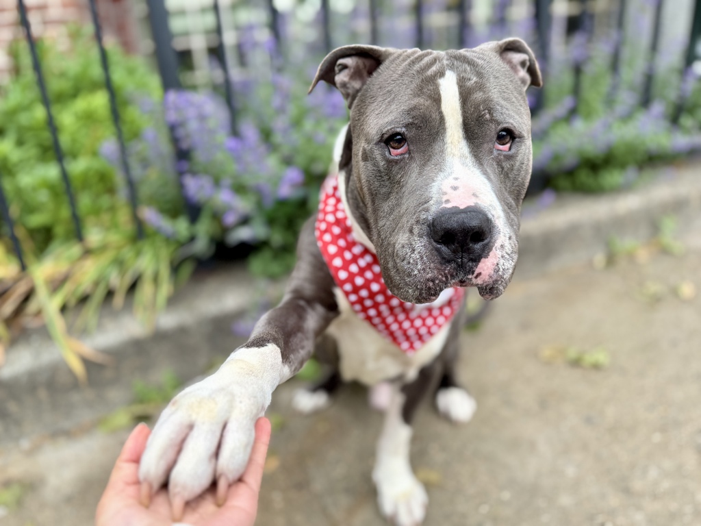 Shelter Stray Male Dog last seen Tied to fence by the baseball field at Pelham Bay Park., BRONX, NY, 10461, New York, NY 10029