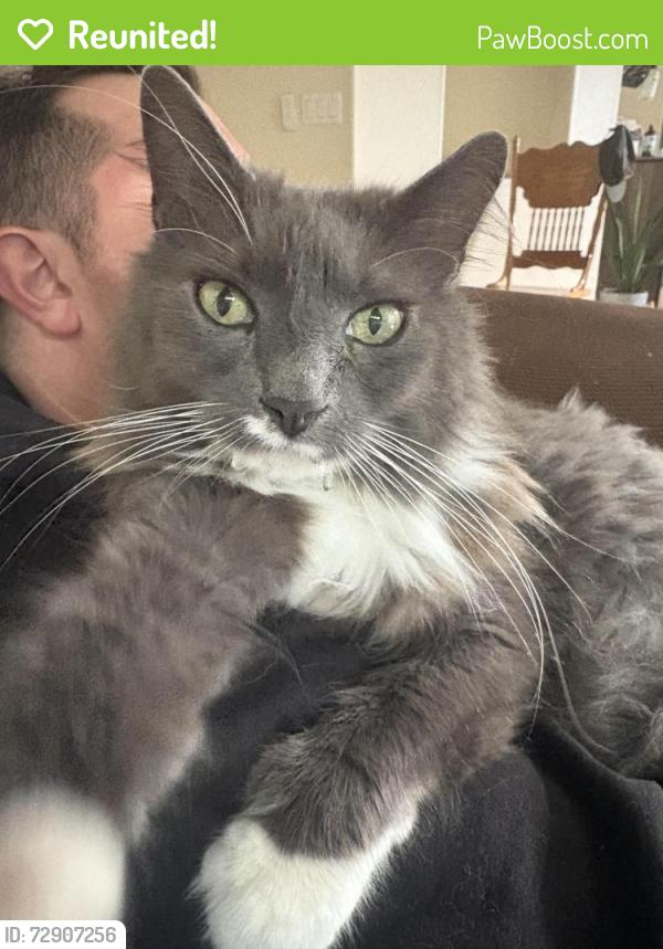 Reunited Male Cat last seen 16th and Madison, Lafayette, OR 97127
