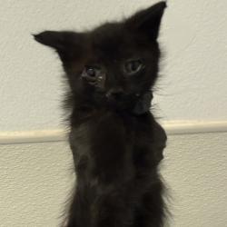 Shelter Stray Female Cat last seen Near Clay Avenue, San Diego, CA, 92113, San Diego, CA 92110