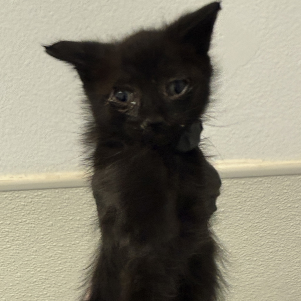 Shelter Stray Female Cat last seen Near Clay Avenue, San Diego, CA, 92113, San Diego, CA 92110