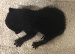 Shelter Stray Female Cat last seen SE 146th ave and stark, OR, 1700 W Historic Columbia River Hwy, Troutdale, OR 97060, USA