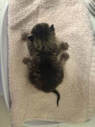 Shelter Stray Female Cat last seen SE 146th ave and stark, OR, 1700 W Historic Columbia River Hwy, Troutdale, OR 97060, USA