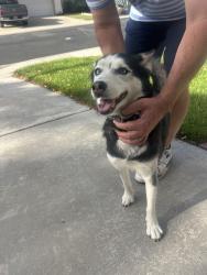 Found/Stray Female Dog last seen Madrid drive. Lupine Hills, Vista, CA 92081