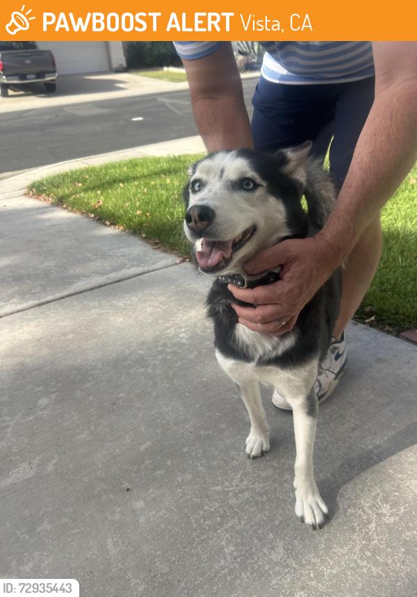 Found/Stray Female Dog last seen Madrid drive. Lupine Hills, Vista, CA 92081