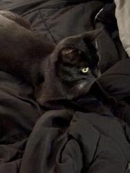 Lost Female Cat last seen Old Town Rd &Woods Rd. Close to Harris Teeter and CiCi’s Pizza, Winston-Salem, NC 27106
