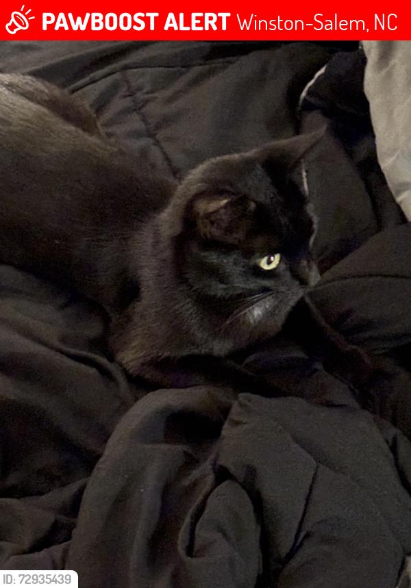 Lost Female Cat last seen Old Town Rd &Woods Rd. Close to Harris Teeter and CiCi’s Pizza, Winston-Salem, NC 27106