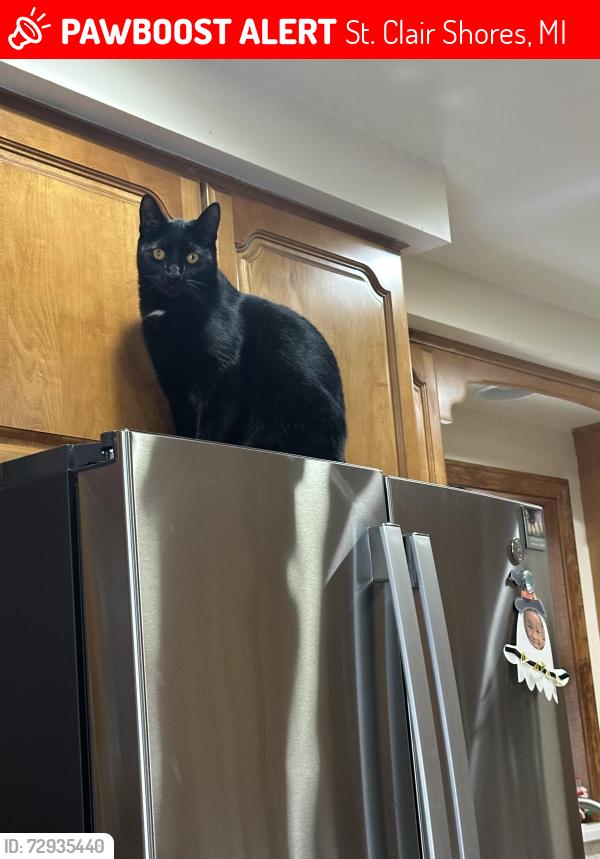Lost Male Cat last seen 11 mile and Little Mack, St. Clair Shores, MI 48081
