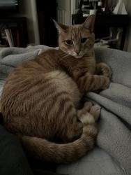 Lost Male Cat last seen Gateway, Greeley, CO 80634