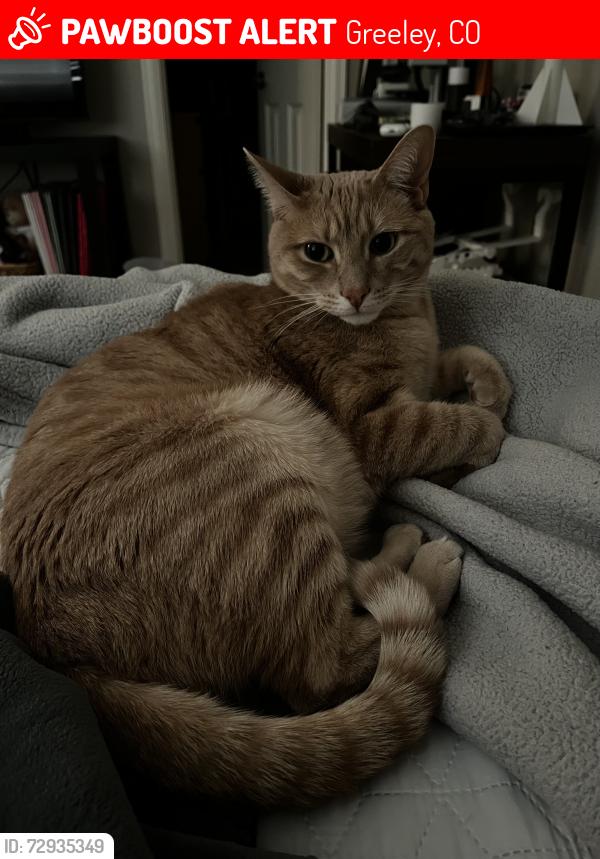 Lost Male Cat last seen Gateway, Greeley, CO 80634