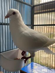 Shelter Stray Male Bird last seen Mountain View Drive, Escondido, CA, 92026, Escondido, CA 92027