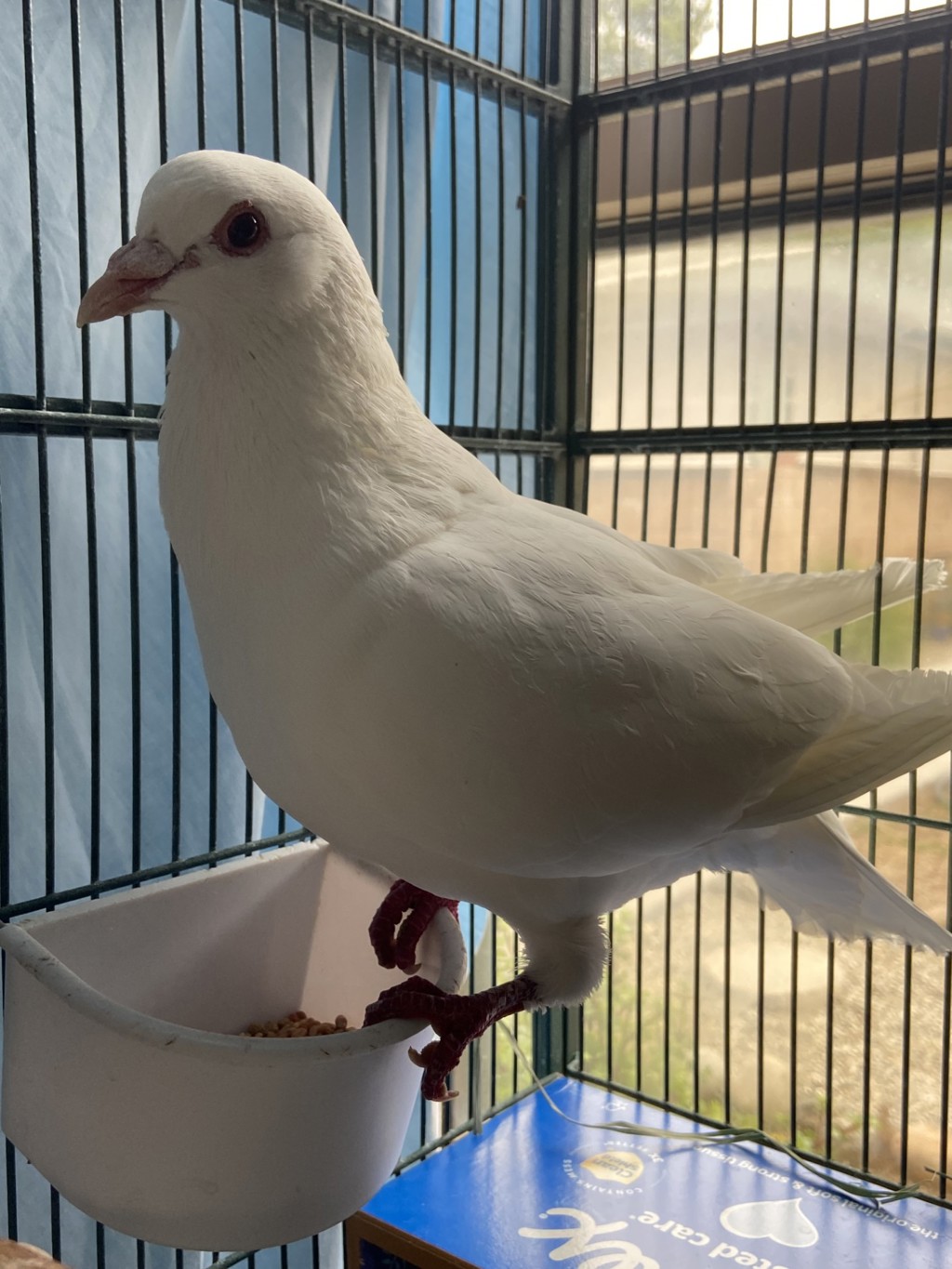 Shelter Stray Male Bird last seen Mountain View Drive, Escondido, CA, 92026, Escondido, CA 92027