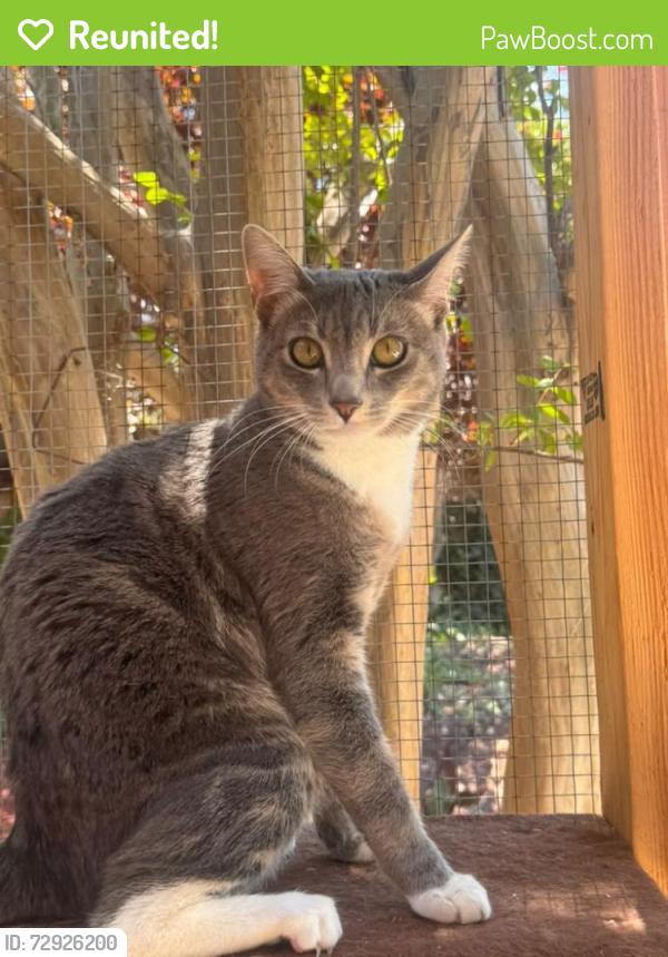 Reunited Female Cat last seen Casa Linda Dr, West Covina, CA 91791